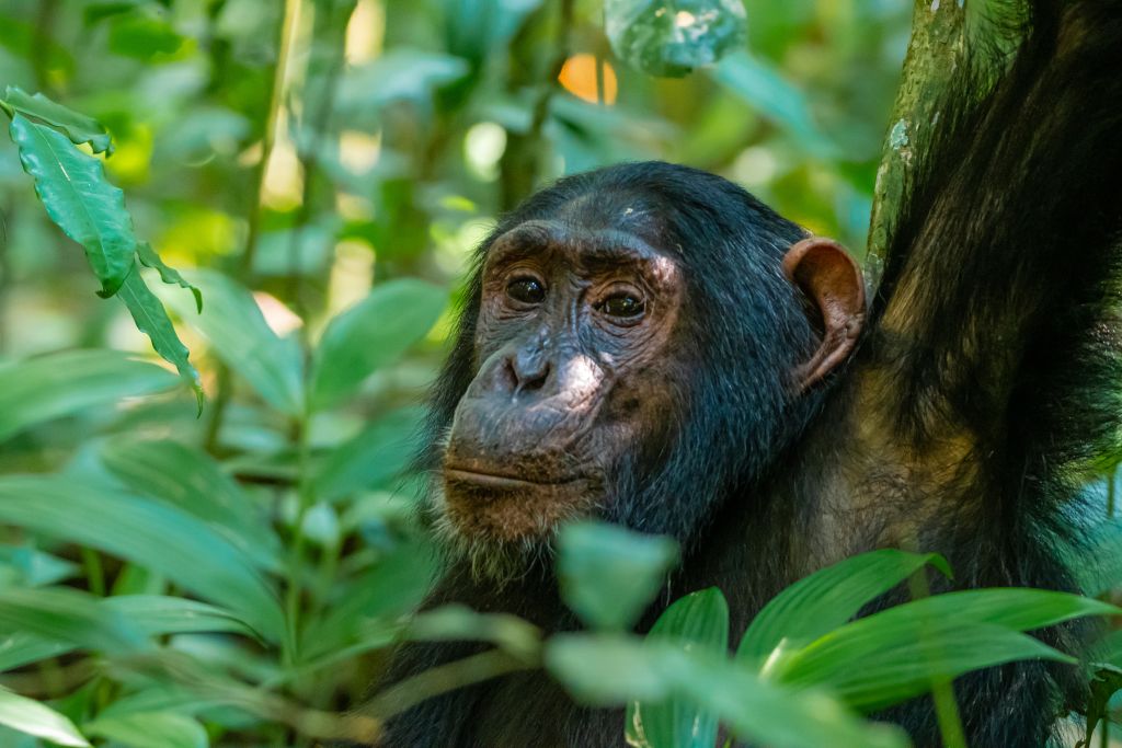 Wildlife photographer photographing chimpanzees in Uganda