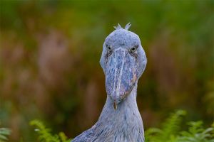 Go bird watching with Hillary, a local tour guide and a wildlife photographer from Lake Bunyonyi Uganda