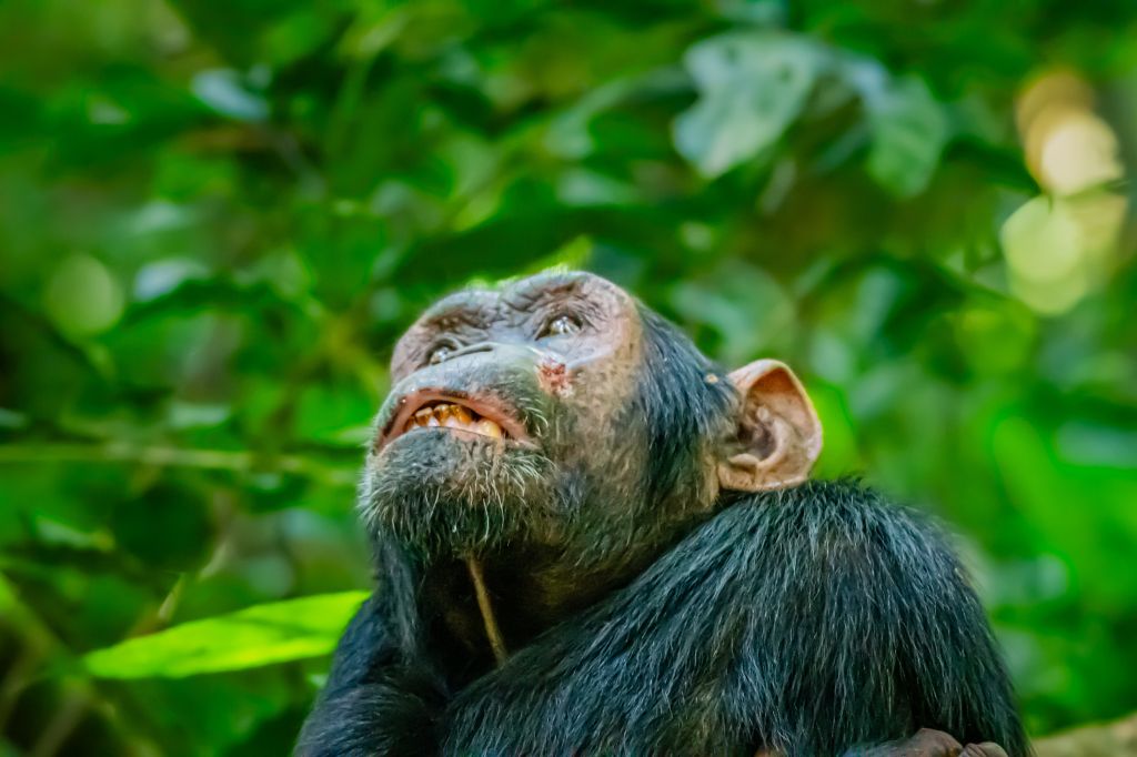 Chimpanzees in Kibale National Park Uganda