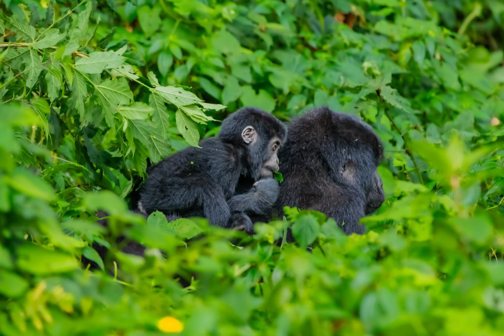 Mountain gorilla portrait in Bwindi Impenetrable National Park