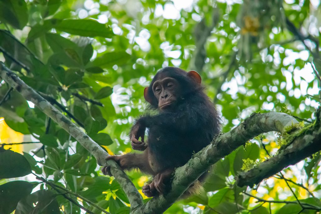 Kyambura Gorge chimps