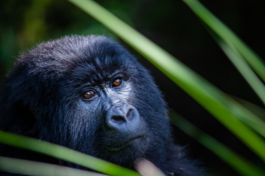 Mountain gorilla family resting in the Rushaga sector, Bwindi National Park