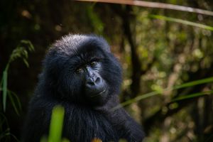 Travel to Uganda for unforgettable gorilla trekking with Hillary, a seasoned local guide and wildlife photographer