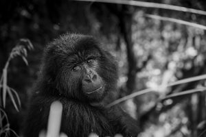 Mountain gorilla family, trekking encounter in Uganda with a local guide Hillary