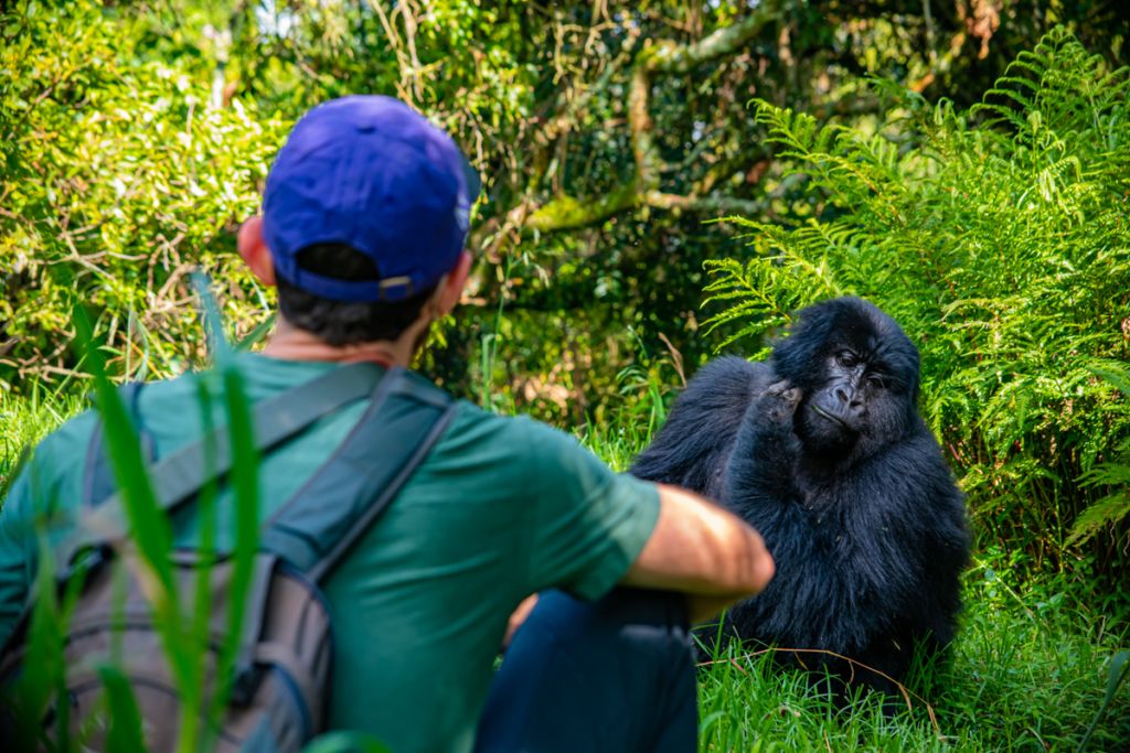 face to face with a mountain gorilla in Uganda, Mgahinga national park