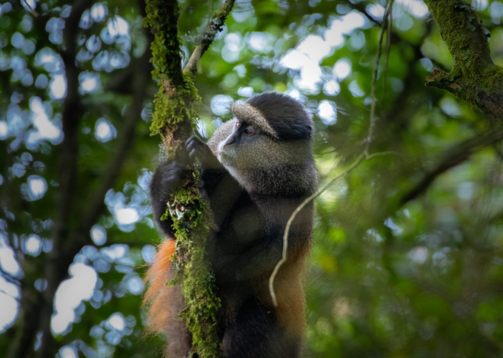 Golden monkeys in Mgahinga Forest led by Hillary, a local Ugandan