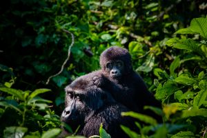 gorilla trekking and Lake Bunyonyi with a local expert.