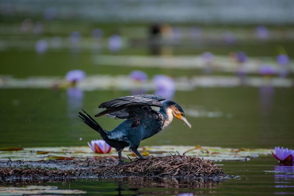 bird watching in lake Bunyonyi