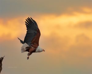 Uganda is ranked as the best birding destination with over 1,060 different bird species.