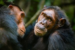 Chimpanzee trekking in Kibale during a 6 days photo safari