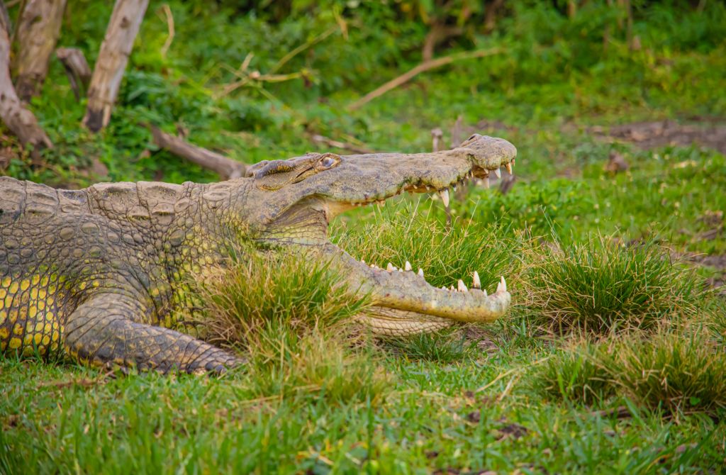 A Nile crocodile basking along the Nile river in Murchison falls national park