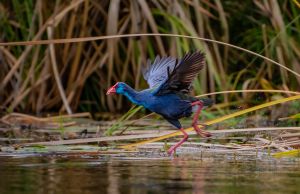 Bird watching in Bwindi forest