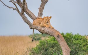 A lioness resting on a tree in Murchison falls national park on a 16-day Uganda photo safari