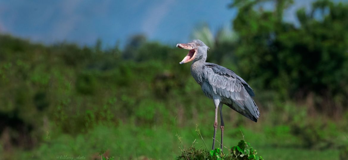 bird watching in Uganda