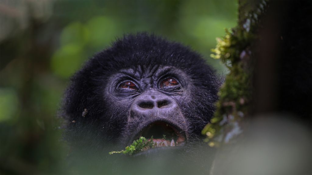 Where to do see muntain gorillas in Uganda