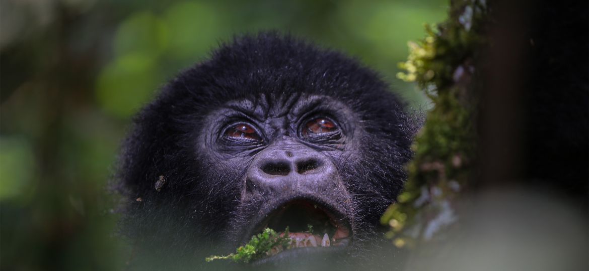 Where to do see muntain gorillas in Uganda