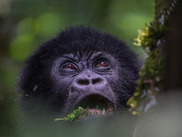 Where to do see muntain gorillas in Uganda