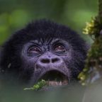 Where to do see muntain gorillas in Uganda