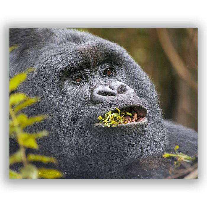 3 days affordable Gorilla Safari in Uganda