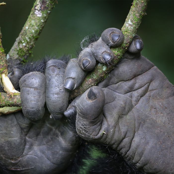Affordable 2-Day Gorilla Trekking in Rushaga Bwindi