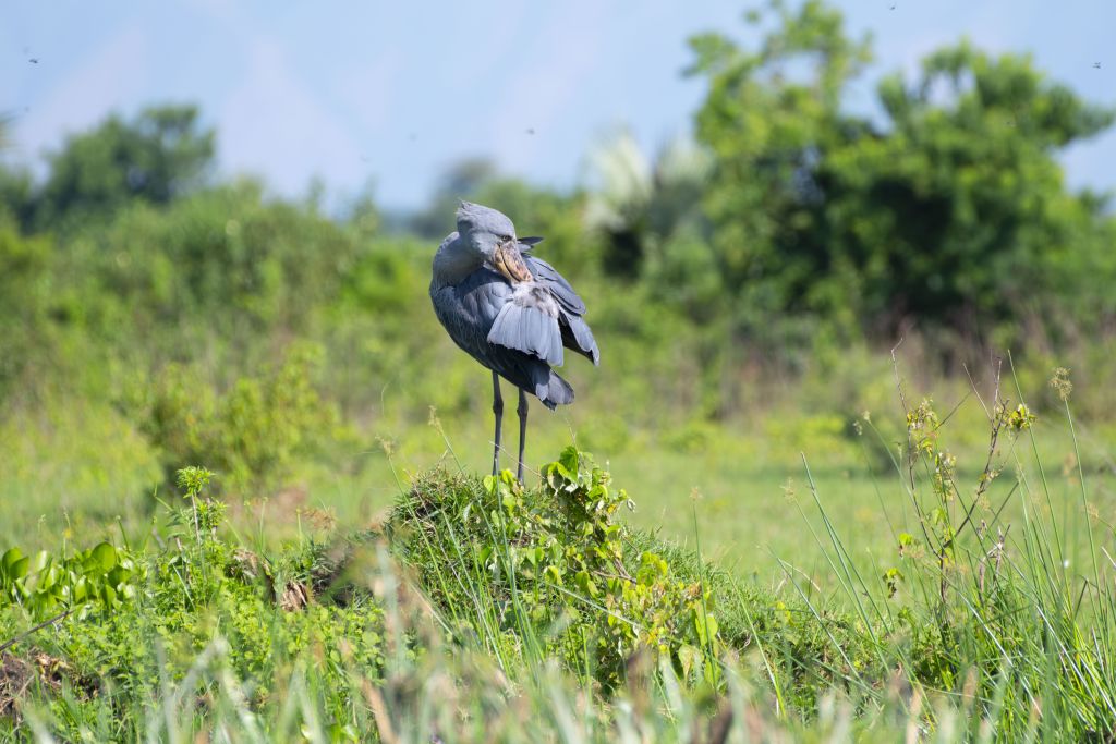Shoebill Tracking in Mabamba Swamp, Uganda