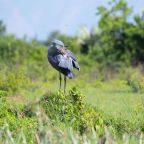 Shoebill Tracking in Mabamba Swamp, Uganda