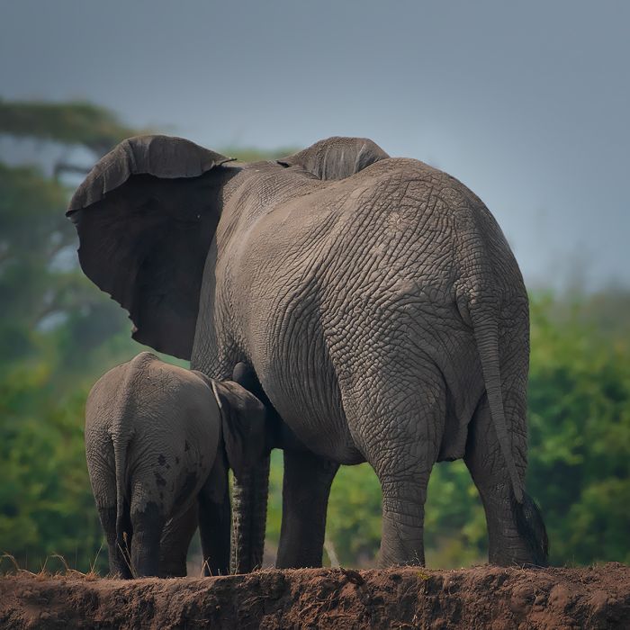 14 Days Best of Uganda Safari with Mabamba Swamp Tour