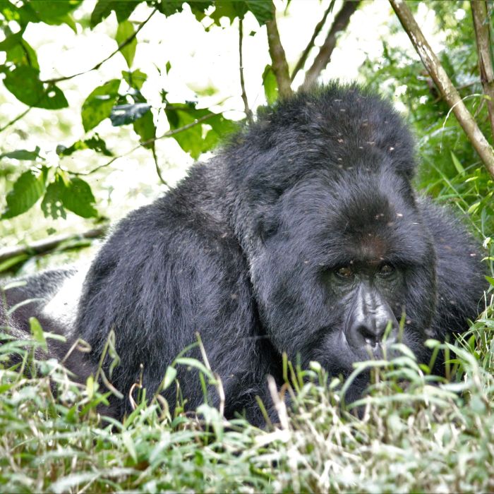 Best 2 days Gorillas & Batwa cultural Immersion