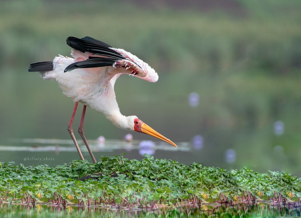 Uganda birding experiences
