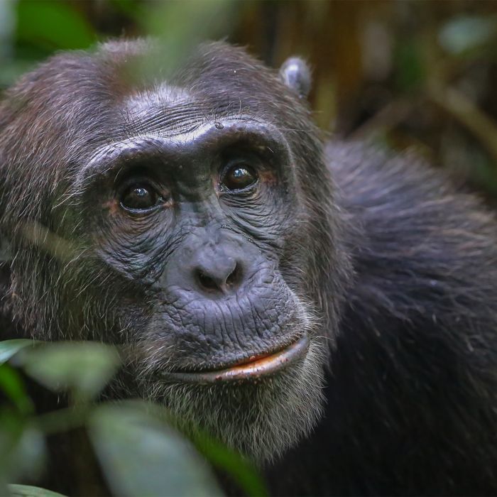10-days Ultimate Gorillas & Lions in Uganda with Hillary Uganda Trips