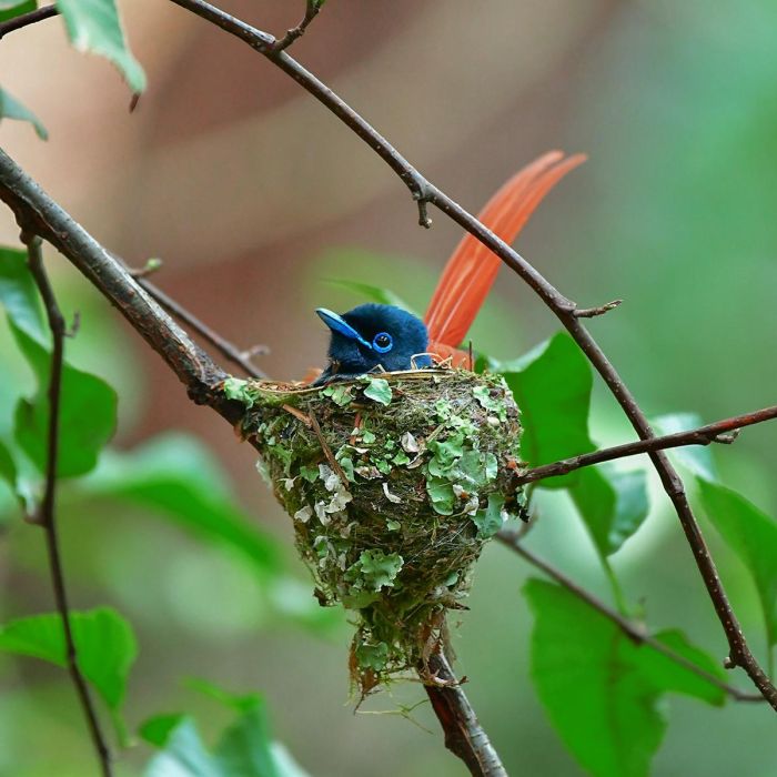 Bird Watching & Photography