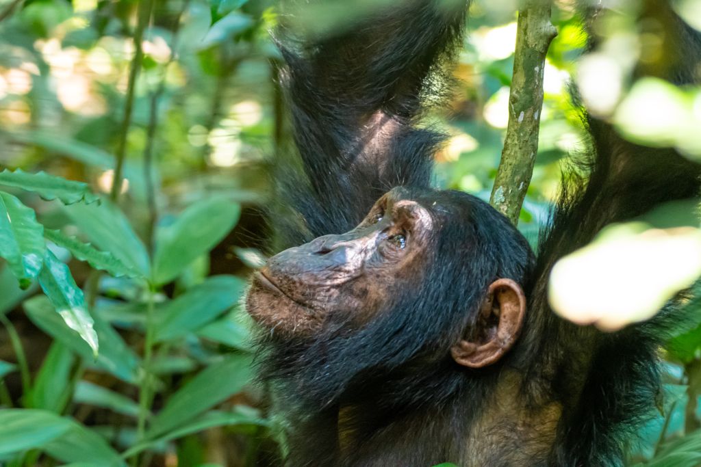 Kibale National Park: The Complete Guide to Uganda's Primate Paradise