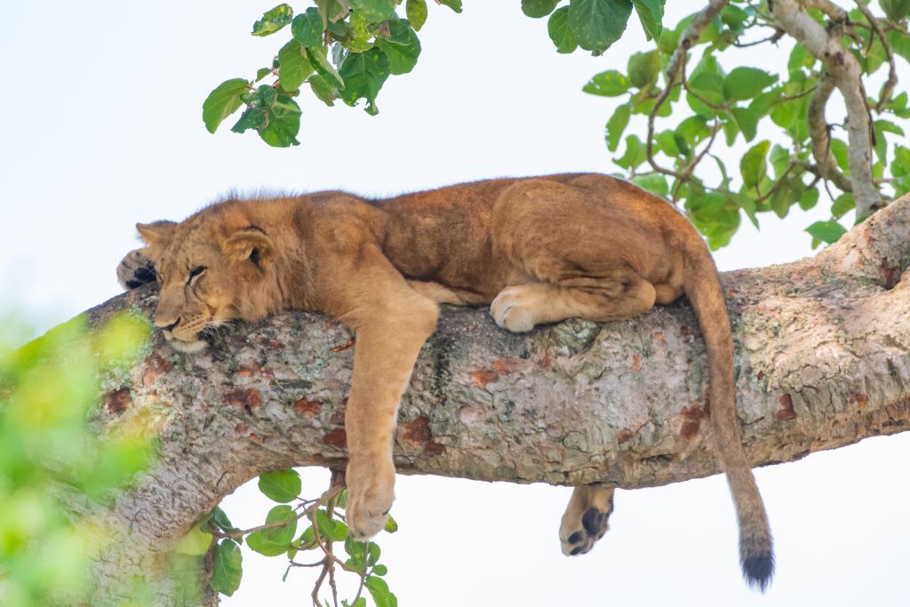 An exclusive 16 day Uganda safari with a local wildlife photographer