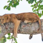 lion photographed during a Queen Elizabeth National Park safari