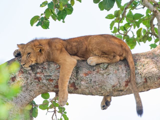 An exclusive 16 day Uganda safari with a local wildlife photographer