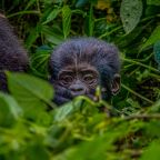 Compare gorilla trekking in Bwindi vs Mgahinga with insights from Hillary, a local Ugandan guide and wildlife photographer. Choose the best park for your safari.