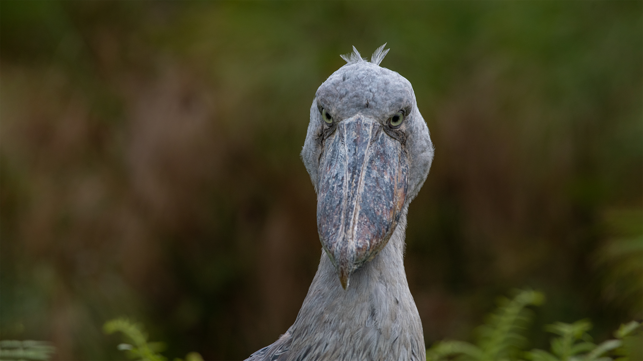 Go bird watching with Hillary, a local tour guide and a wildlife photographer from Lake Bunyonyi Uganda