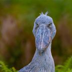 Why Uganda Is Africa’s Best Birding Destination