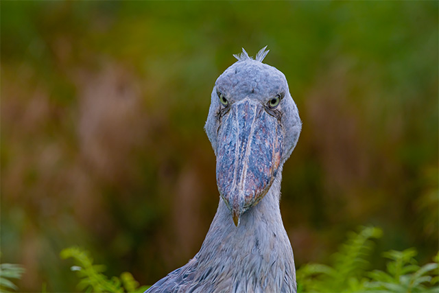 Why Uganda Is Africa’s Best Birding Destination