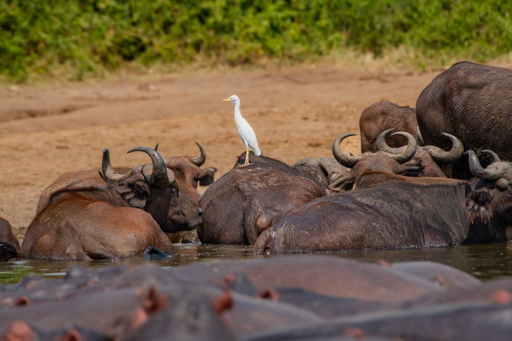 Boat sightings on the kazinga channel, Uganda