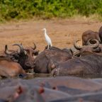 Boat sightings on the kazinga channel, Uganda