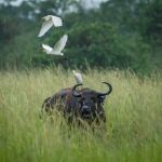 African cape buffallo in the plains of Buligi plains in Murchison falls national park