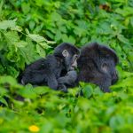 Mountain gorilla portrait in Bwindi Impenetrable National Park