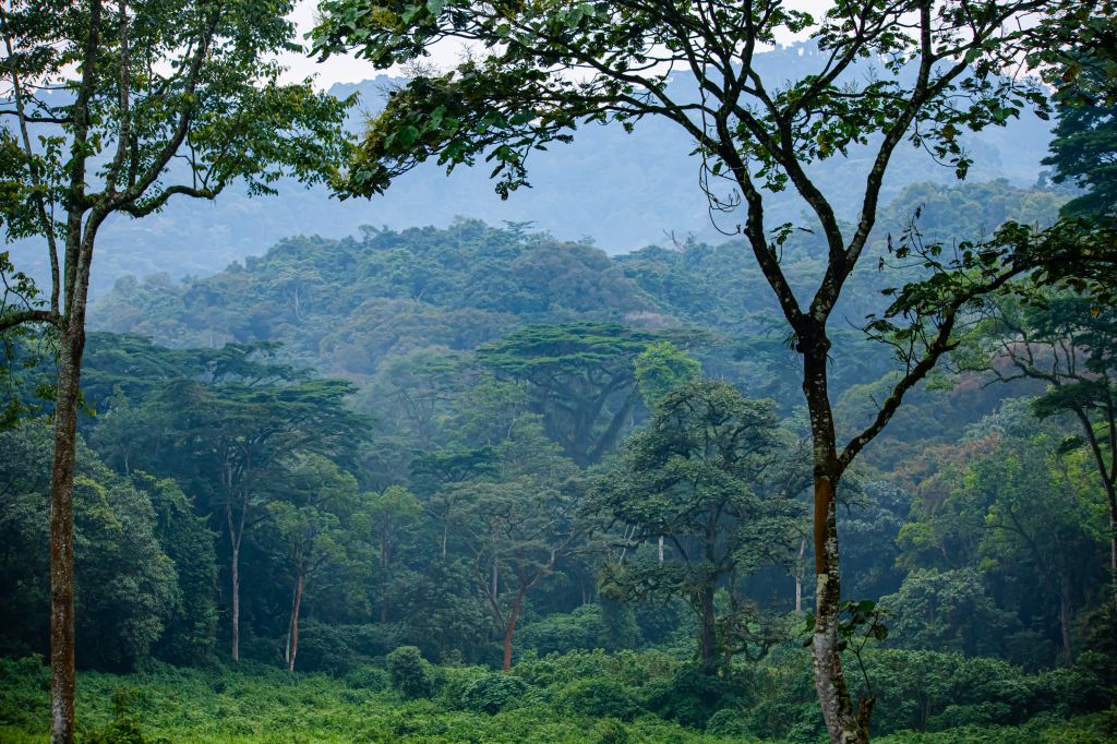 Bwindi Impenetrable National Park rainforest
