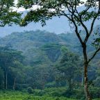 Bwindi Impenetrable National Park rainforest