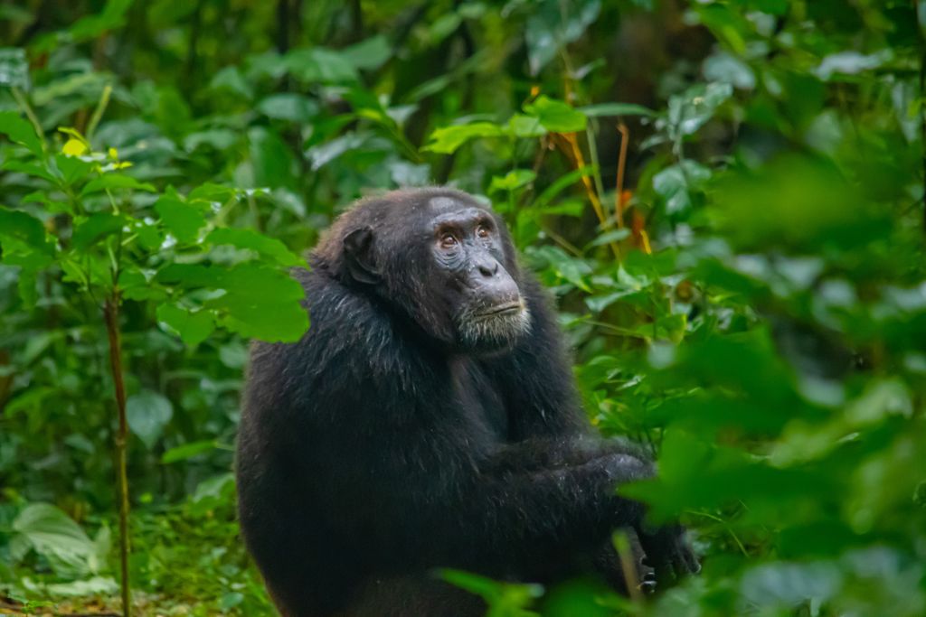 During my Kyambura Gorge chimpanzee trekking, a baby chimp sits for a photo.