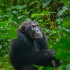 During my Kyambura Gorge chimpanzee trekking, a baby chimp sits for a photo.