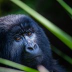 Reason Why Kisoro Is the Best Place for Gorilla Trekking.