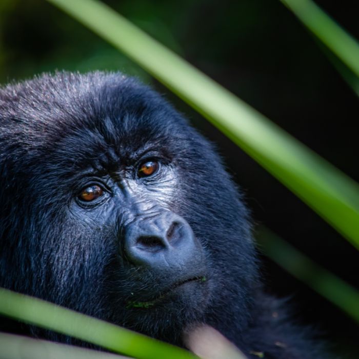 Reason Why Kisoro Is the Best Place for Gorilla Trekking.