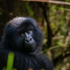 Travel to Uganda for unforgettable gorilla trekking with Hillary, a seasoned local guide and wildlife photographer